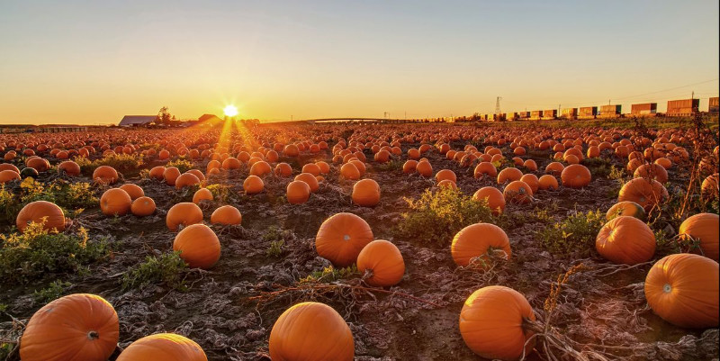 A pumpkin patch